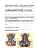 Research Papers 'Sejas venozā asinsrite un limfrite', 4.
