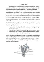 Research Papers 'Sejas venozā asinsrite un limfrite', 5.