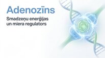 Presentations 'Adenozīns kā smadzeņu enerģijas un miera regulators', 1.