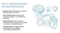 Presentations 'Adenozīns kā smadzeņu enerģijas un miera regulators', 2.