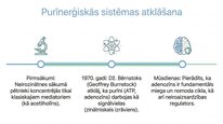 Presentations 'Adenozīns kā smadzeņu enerģijas un miera regulators', 3.