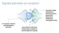 Presentations 'Adenozīns kā smadzeņu enerģijas un miera regulators', 5.