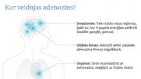 Presentations 'Adenozīns kā smadzeņu enerģijas un miera regulators', 7.
