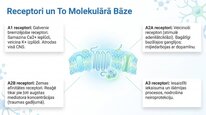 Presentations 'Adenozīns kā smadzeņu enerģijas un miera regulators', 17.