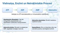 Presentations 'Adenozīns kā smadzeņu enerģijas un miera regulators', 18.