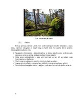 Research Papers 'Dabas katastrofa - ekstrēmas vētras, kas skar Kurzemi un Vidzemi.', 6.