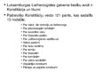 Presentations 'Latvijas un Luksemburgas policijas salīdzinājums', 10.