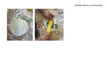 Summaries, Notes 'Rotaļnodarbības plāns ar tehnoloģiju mācību jomas dominanti', 3.