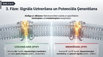 Presentations 'Sinapšu fizioloģija', 5.