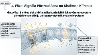 Presentations 'Sinapšu fizioloģija', 6.