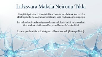 Presentations 'Sinapšu fizioloģija', 13.
