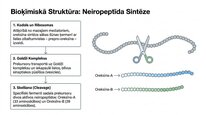 Presentations 'Oreksīni', 4.