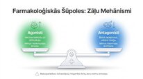 Presentations 'Oreksīni', 17.