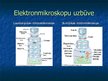 Presentations 'Elektronmikroskopi', 4.
