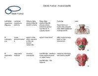 Presentations 'Galvas muskuļu stiprināšanās un funkcijas', 1.
