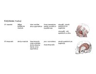 Presentations 'Galvas muskuļu stiprināšanās un funkcijas', 4.