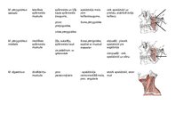 Presentations 'Galvas muskuļu stiprināšanās un funkcijas', 5.