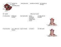 Presentations 'Galvas muskuļu stiprināšanās un funkcijas', 8.