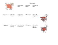 Presentations 'Galvas muskuļu stiprināšanās un funkcijas', 10.