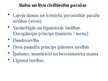 Presentations 'Civiltiesību tradīcija Latvijā', 2.