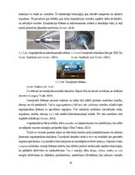 Term Papers 'Uzņēmuma SIA "Aironi" nākotnes attīstības iespējas', 19.