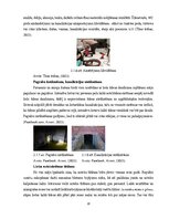 Term Papers 'Uzņēmuma SIA "Aironi" nākotnes attīstības iespējas', 20.