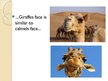 Presentations 'The Giraffe', 5.