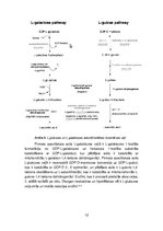 Research Papers 'Askorbīnskābes sintēze augos', 12.