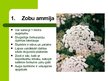 Presentations 'Latvijas savvaļas augi', 3.