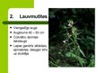 Presentations 'Latvijas savvaļas augi', 4.