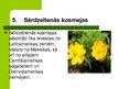 Presentations 'Latvijas savvaļas augi', 7.