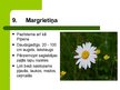 Presentations 'Latvijas savvaļas augi', 11.