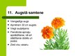 Presentations 'Latvijas savvaļas augi', 13.