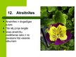 Presentations 'Latvijas savvaļas augi', 14.