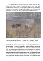 Research Papers 'Savvaļas zirgi Jelgavā', 8.