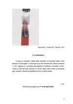 Research Papers 'Pseudomoana aeruginosa mikroorganismu izolēšana no patoloģiskā materiāla un iden', 8.