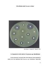 Research Papers 'Pseudomoana aeruginosa mikroorganismu izolēšana no patoloģiskā materiāla un iden', 13.
