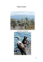 Research Papers 'Galapagu salas un ekotūrisms', 16.