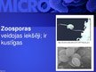 Presentations 'Mikrobioloģija', 52.