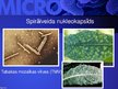 Presentations 'Mikrobioloģija', 90.