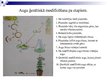 Presentations 'Augu ģenētiskā modificēšana', 5.
