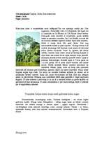 Research Papers 'Mitro tropu mežu raksturojums, kartējums', 8.
