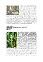 Research Papers 'Mitro tropu mežu raksturojums, kartējums', 9.