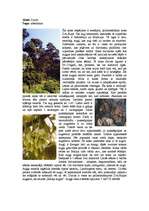 Research Papers 'Mitro tropu mežu raksturojums, kartējums', 11.