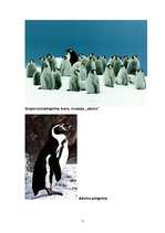 Research Papers 'Pingvīnu kārtas raksturojums', 7.