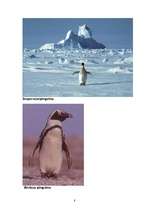 Research Papers 'Pingvīnu kārtas raksturojums', 8.