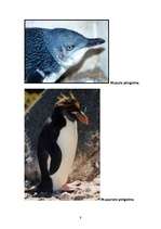 Research Papers 'Pingvīnu kārtas raksturojums', 9.