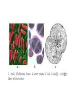 Research Papers 'Mikroorganismu uzbūve un daudzveidība. Prokarioti', 12.