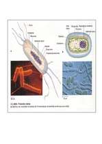 Research Papers 'Mikroorganismu uzbūve un daudzveidība. Prokarioti', 13.