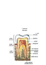 Research Papers 'Zobu higiēna un tās ietekme uz zobu veselību', 30.